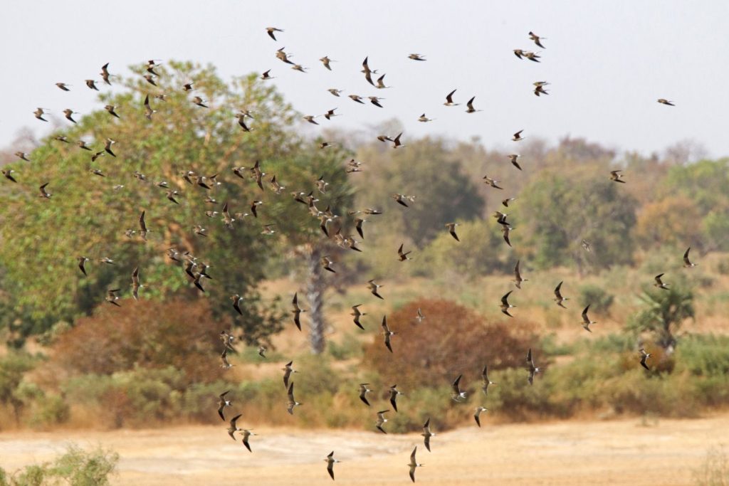 Tanji Bird Reserve Gambia